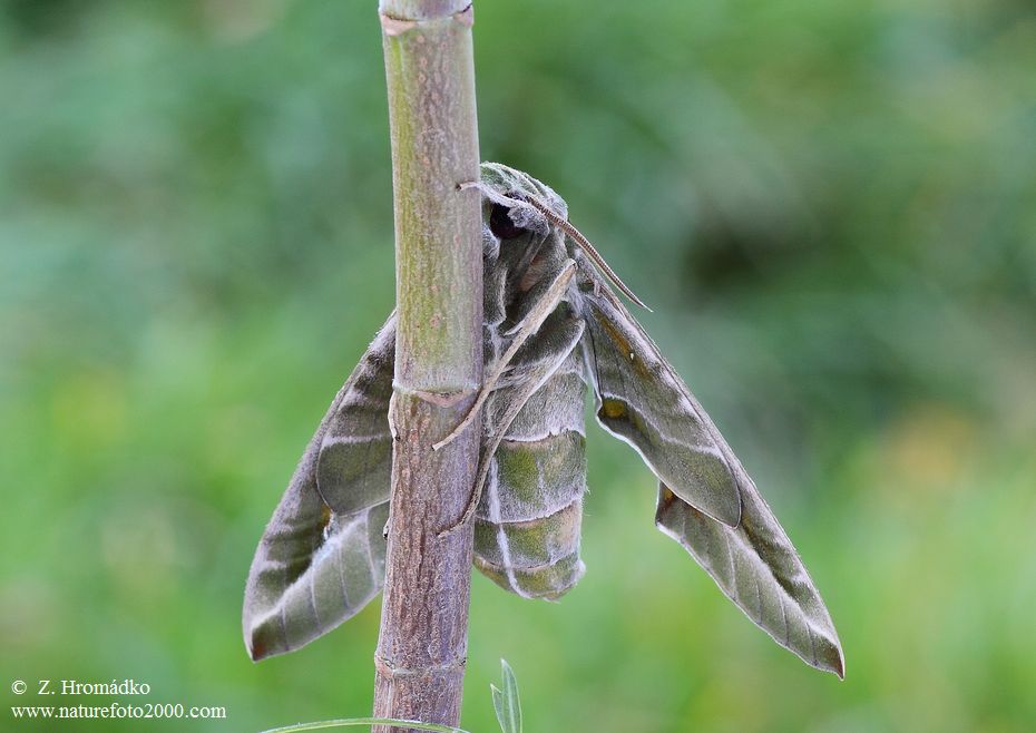 lišaj oleandrový, Daphnis nerii (Motýli, Lepidoptera)